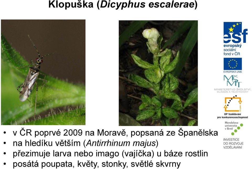 (Antirrhinum majus) přezimuje larva nebo imago