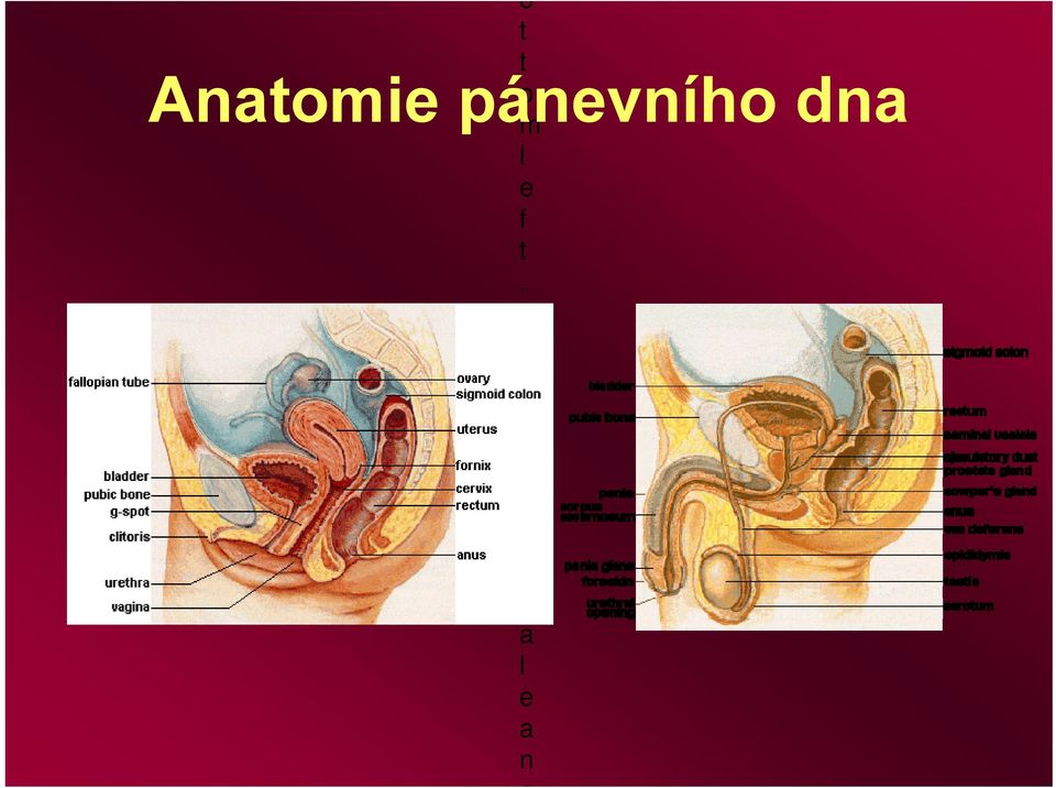 Anatomie