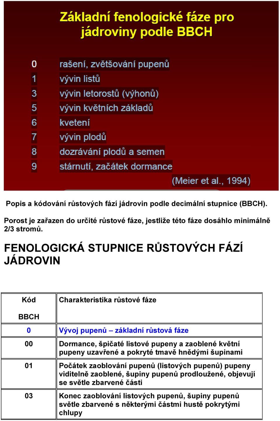 FENOLOGICKÁ STUPNICE RŮSTOVÝCH FÁZÍ JÁDROVIN Kód Charakteristika růstové fáze BBCH 0 Vývoj pupenů základní růstová fáze 00 Dormance, špičaté listové pupeny a