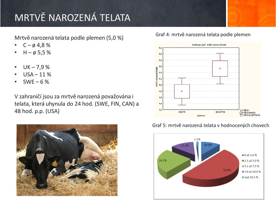 zahraničí jsou za mrtvě narozená považována i telata, která uhynula do 24 hod.