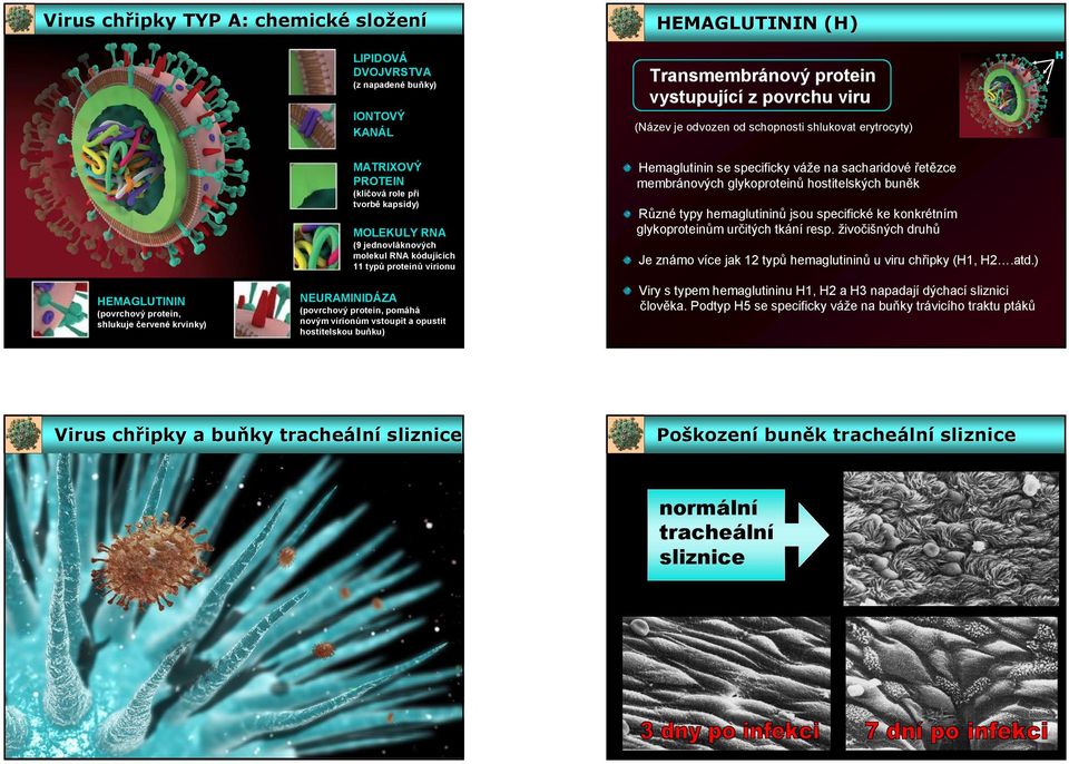 role při tvorbě kapsidy) HEMAGLUTININ HEMAGLUTININ (H) MOLEKULY RNA Různé typy hemaglutininů jsou specifické ke konkrétním glykoproteinům určitých tkání resp.