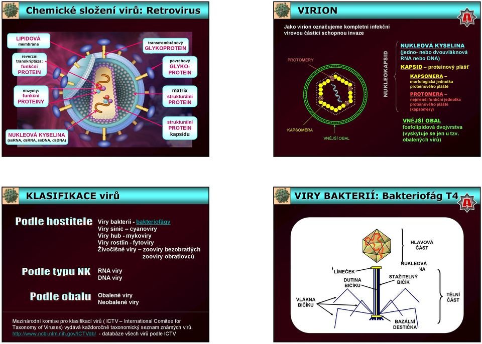 KAPSOMERA morfologická jednotka proteinového pláště PROTOMERA nejmenší funkční jednotka proteinového pláště (kapsomery) NUKLEOVÁ KYSELINA (ssrna, dsrna, ssdna, dsdna) strukturální PROTEIN kapsidu