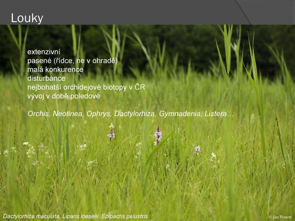 poledové Orchis, Neotinea, Ophrys, Dactylorhiza, Gymnadenia,