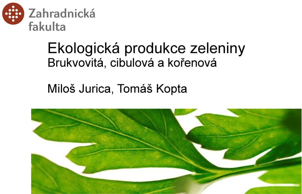 cibulová a kořenová