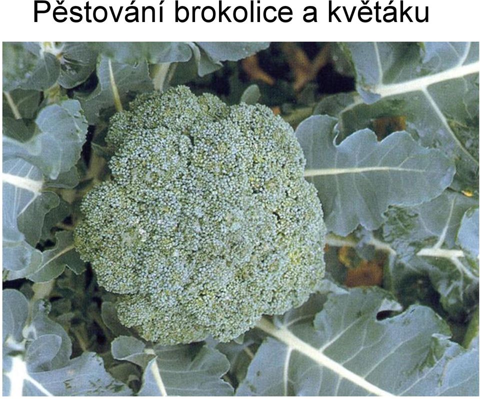 a květáku