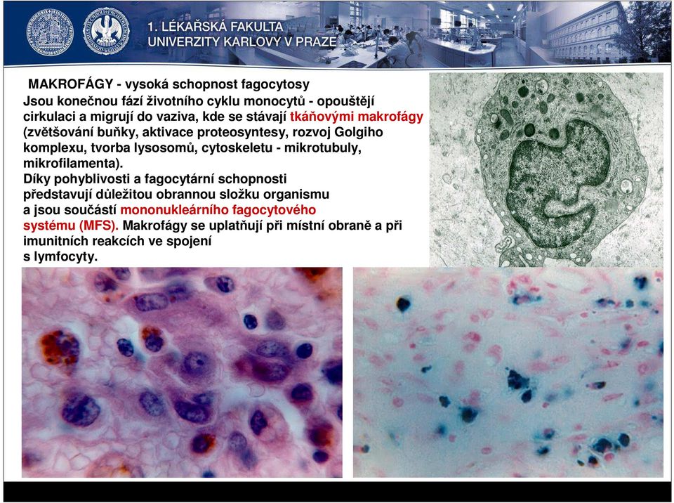 mikrotubuly, mikrofilamenta).