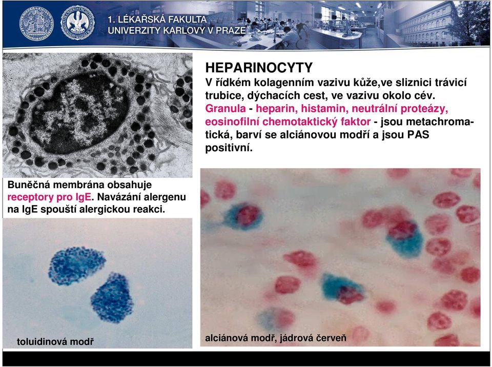 Granula - heparin, histamin, neutrální proteázy, eosinofilní chemotaktický faktor - jsou