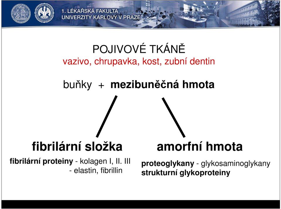 fibrilární proteiny - kolagen I, II.