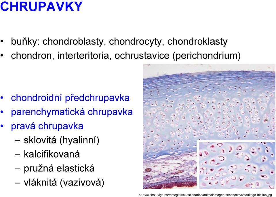 pravá chrupavka sklovitá (hyalinní) kalcifikovaná pružná elastická vláknitá