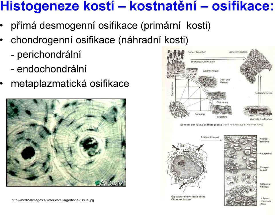 kosti) - perichondrální - endochondrální metaplazmatická