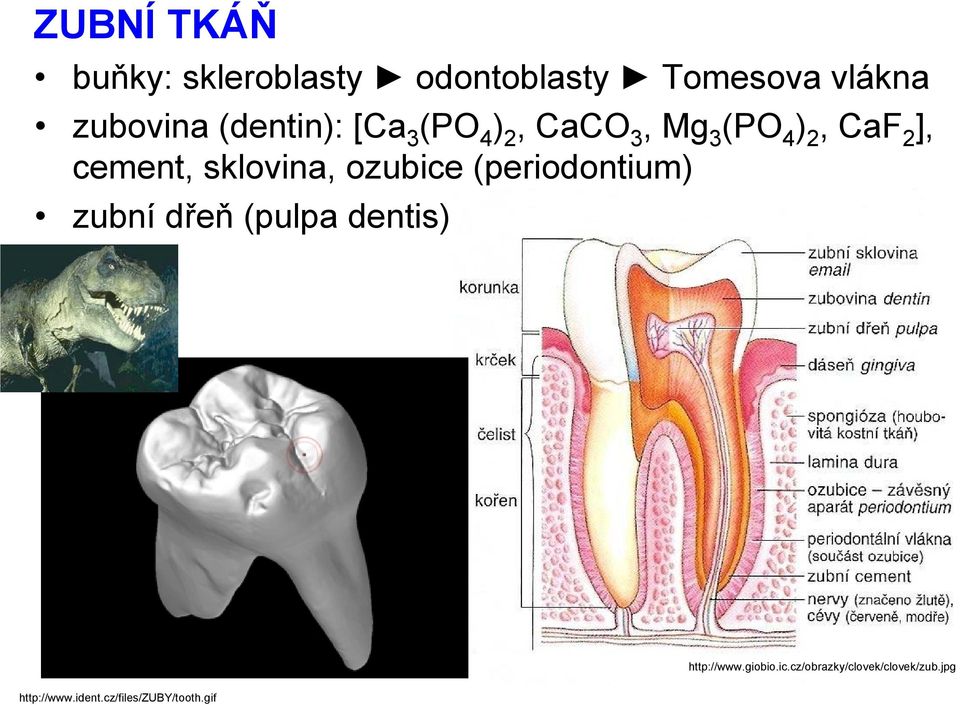 sklovina, ozubice (periodontium) zubní dřeň (pulpa dentis) http://www.