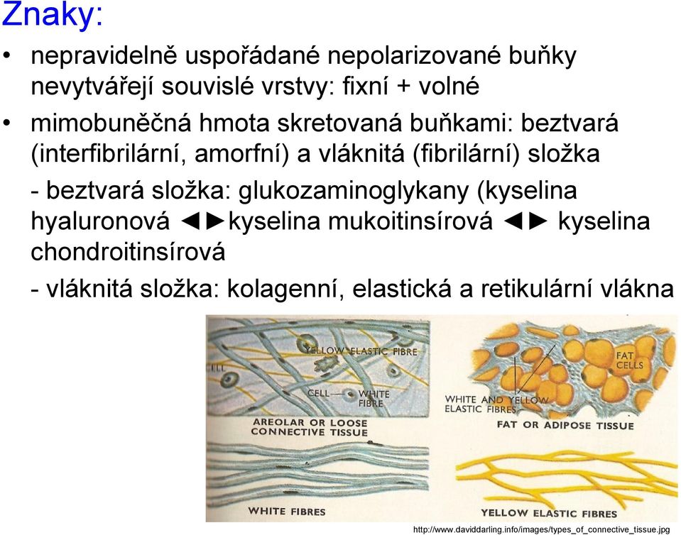 složka: glukozaminoglykany (kyselina hyaluronová kyselina mukoitinsírová kyselina chondroitinsírová -