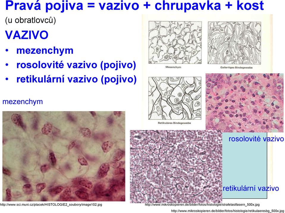 muni.cz/ptacek/histologie2_soubory/image102.jpg http://www.mikroskopieren.