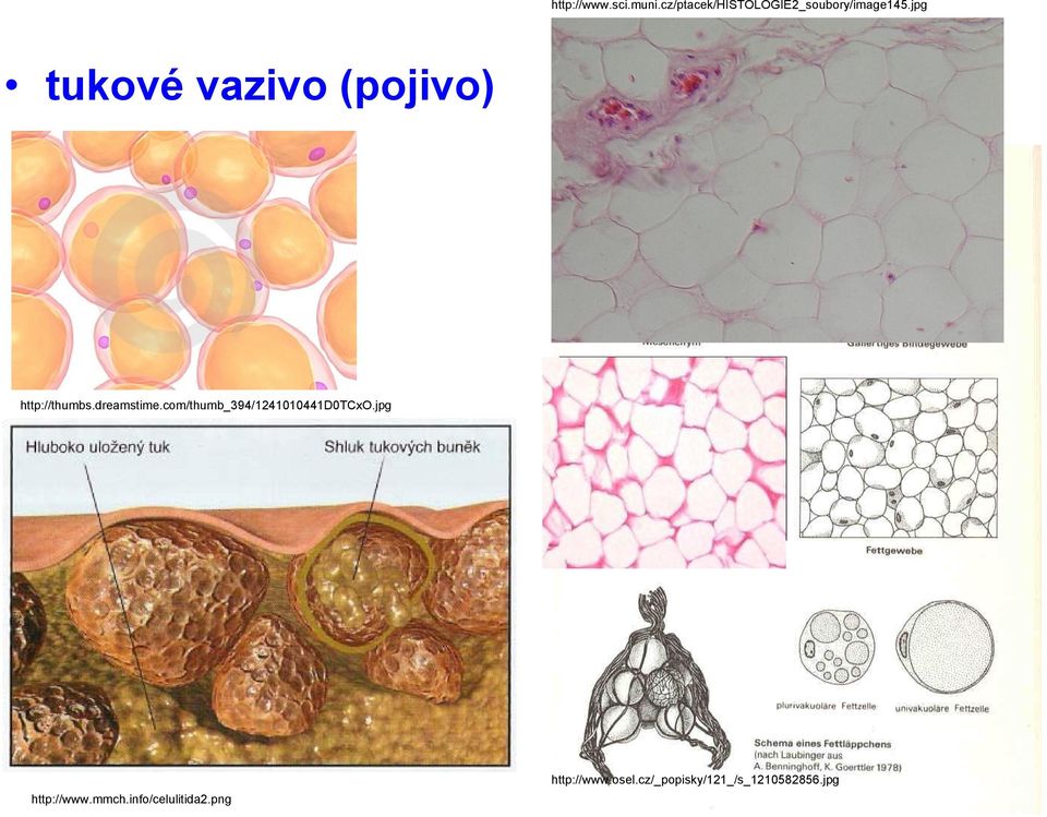 jpg tukové vazivo (pojivo) http://thumbs.dreamstime.