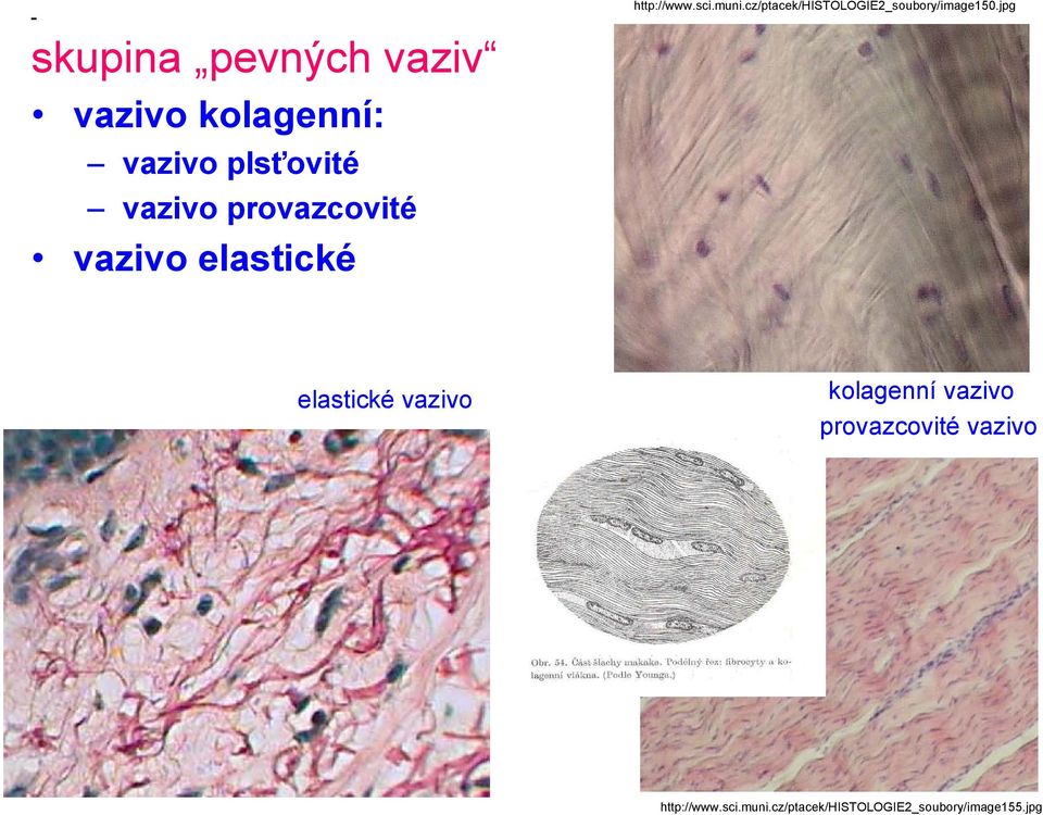 provazcovité vazivo elastické elastické vazivo kolagenní vazivo