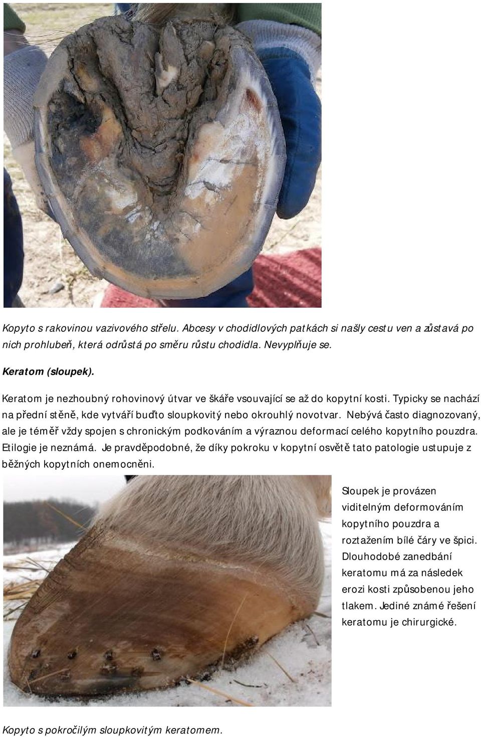 Nebývá často diagnozovaný, ale je téměř vždy spojen s chronickým podkováním a výraznou deformací celého kopytního pouzdra. Etilogie je neznámá.