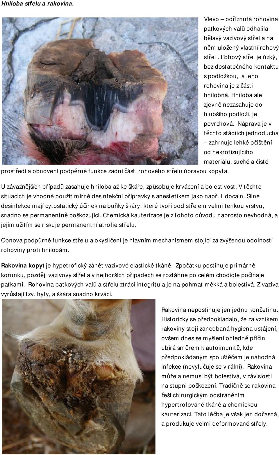 Náprava je v těchto stádiích jednoduchá zahrnuje lehké očištění od nekrotizujícího materiálu, suché a čisté prostředí a obnovení podpěrné funkce zadní části rohového střelu úpravou kopyta.
