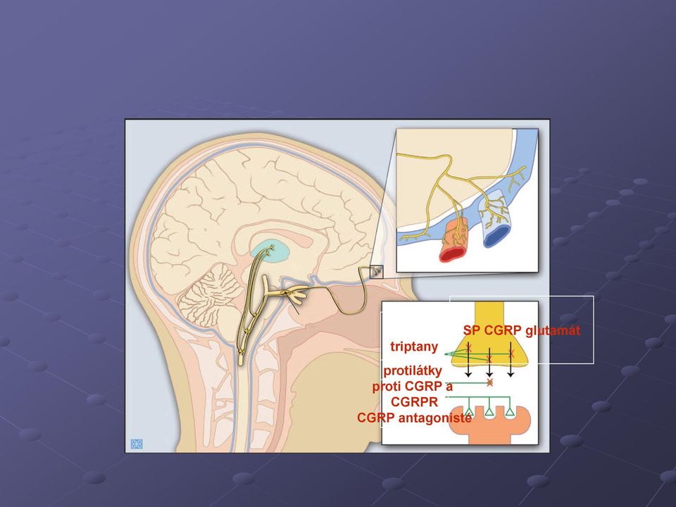 CGRP a CGRPR CGRP