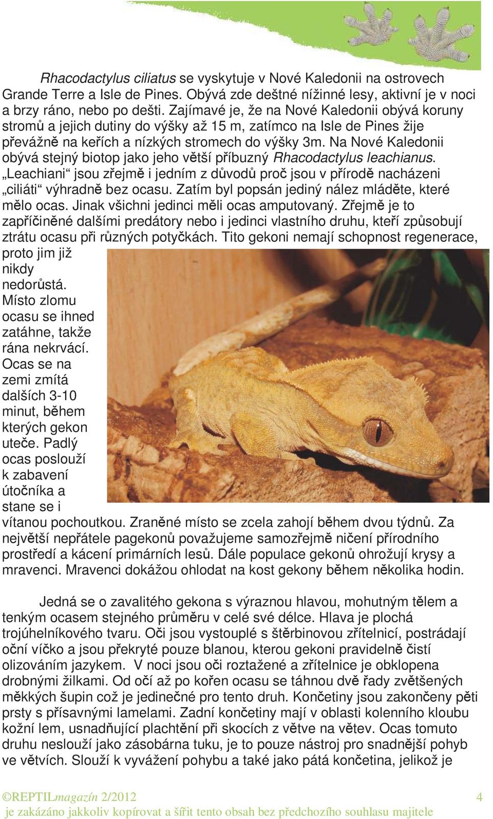 Na Nové Kaledonii obývá stejný biotop jako jeho větší příbuzný Rhacodactylus leachianus. Leachiani jsou zřejmě i jedním z důvodů proč jsou v přírodě nacházeni ciliáti výhradně bez ocasu.