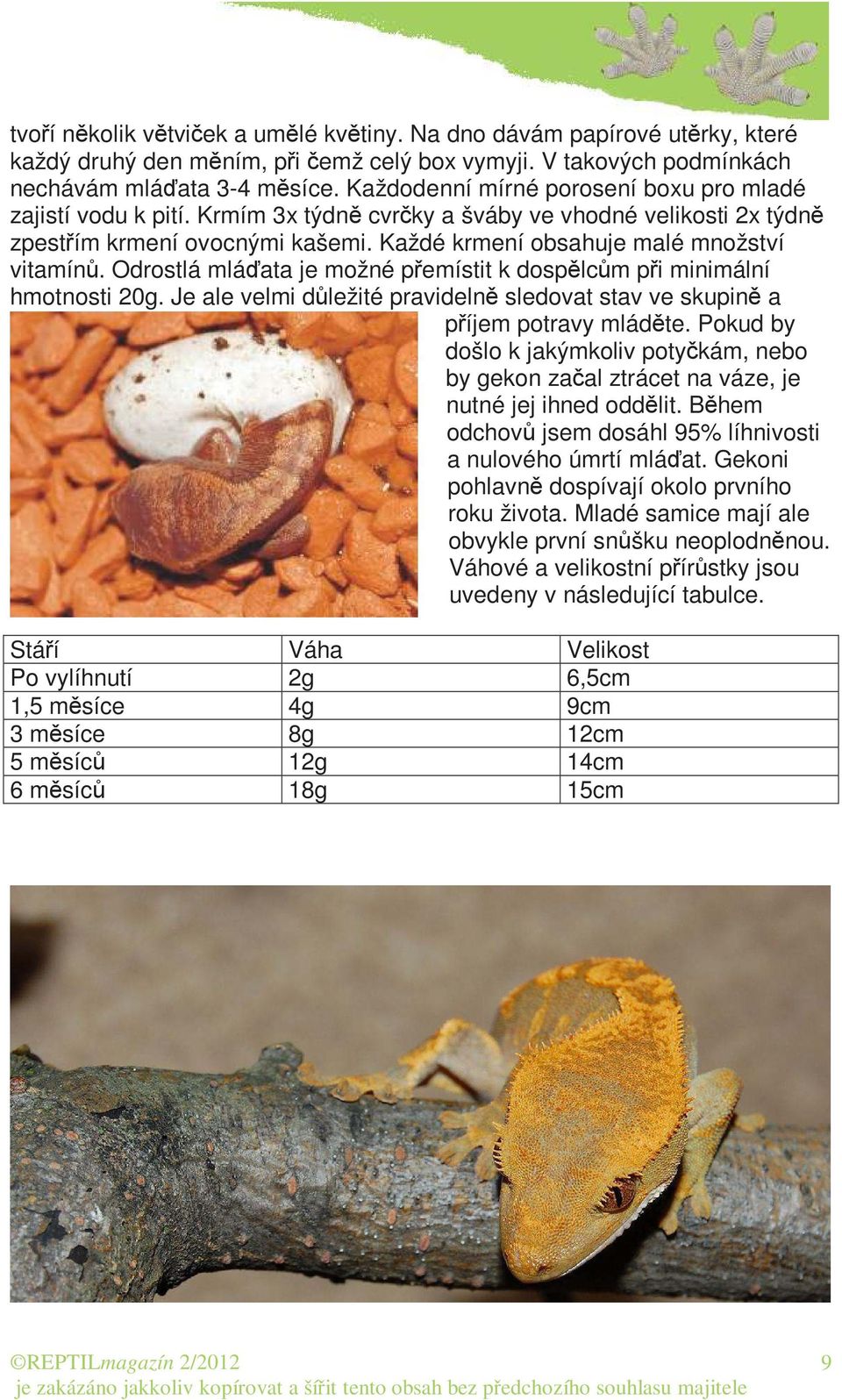 Odrostlá mláďata je možné přemístit k dospělcům při minimální hmotnosti 20g. Je ale velmi důležité pravidelně sledovat stav ve skupině a příjem potravy mláděte.