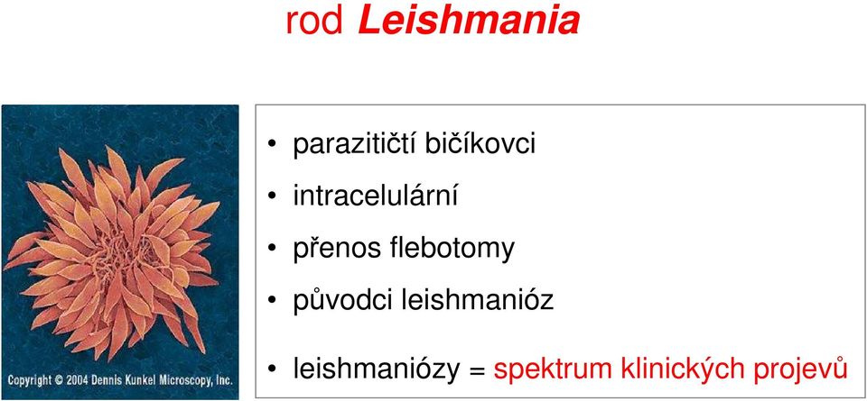 flebotomy původci leishmanióz