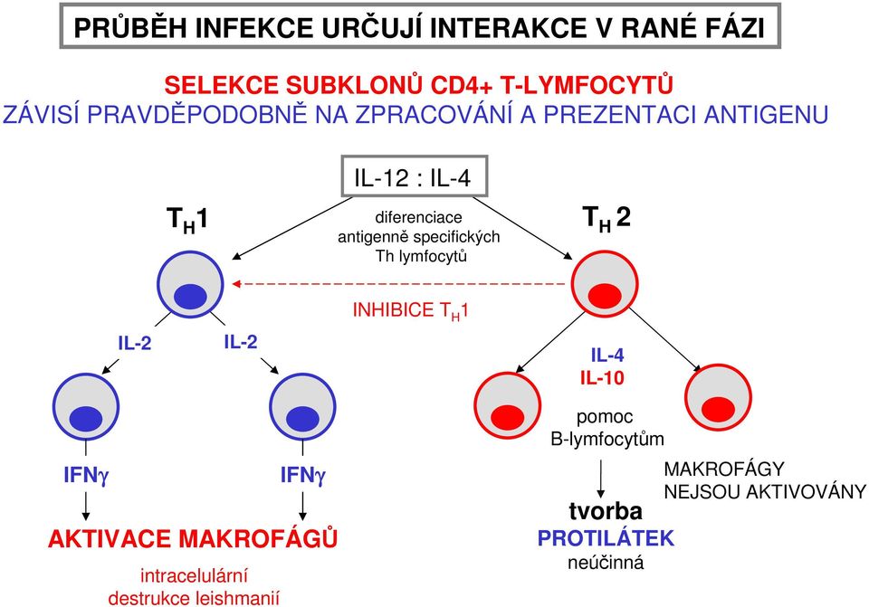 specifických Th lymfocytů T H 2 IL-2 IL-2 INHIBICE T H 1 IL-4 IL-10 IFNγ IFNγ AKTIVACE