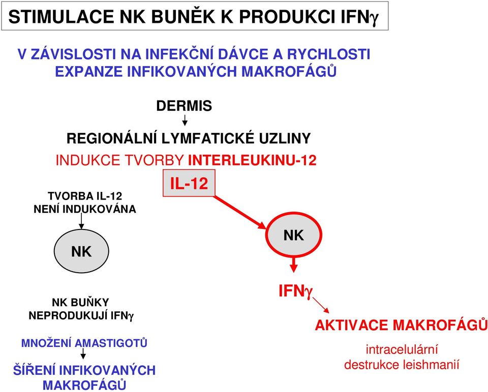 INTERLEUKINU-12 TVORBA IL-12 NENÍ INDUKOVÁNA IL-12 NK NK BUŇKY NEPRODUKUJÍ IFNγ MNOŽENÍ