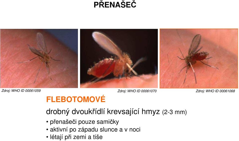 dvoukřídlí krevsající hmyz (2-3 mm) přenašeči pouze