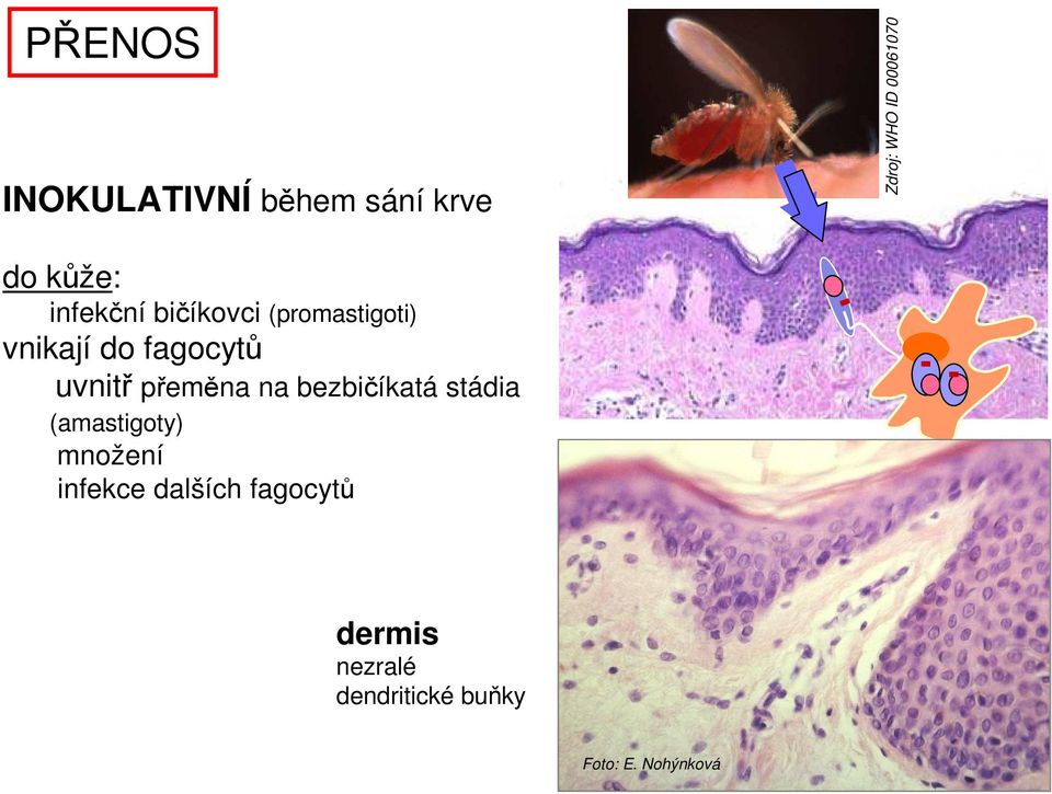 přeměna na bezbičíkatá stádia (amastigoty) množení infekce dalších