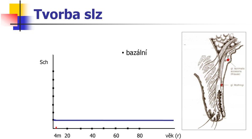 bazální