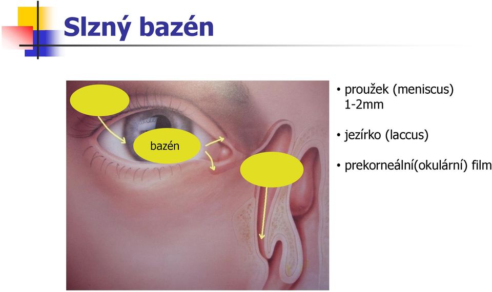 bazén jezírko
