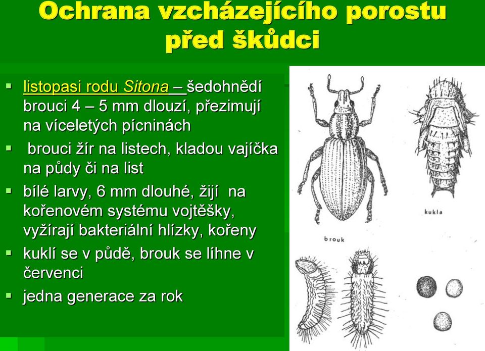 půdy či na list bílé larvy, 6 mm dlouhé, žijí na kořenovém systému vojtěšky, vyžírají