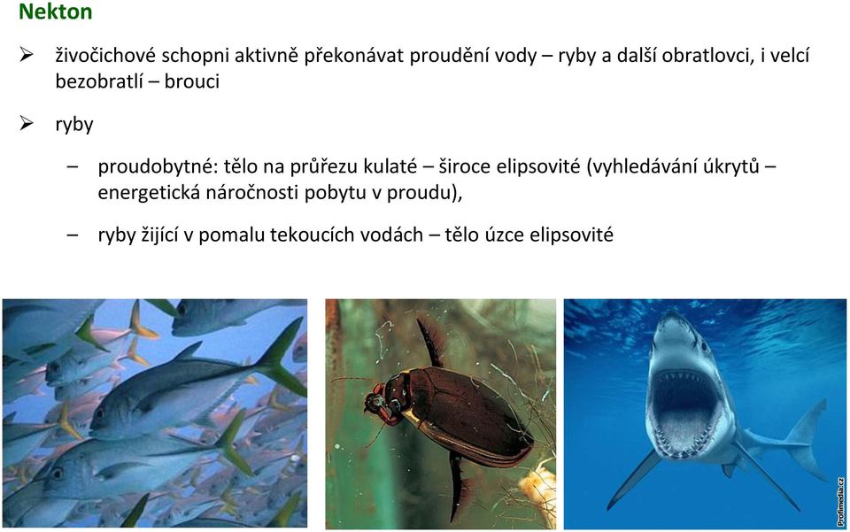 kulaté široce elipsovité (vyhledávání úkrytů energetická náročnosti