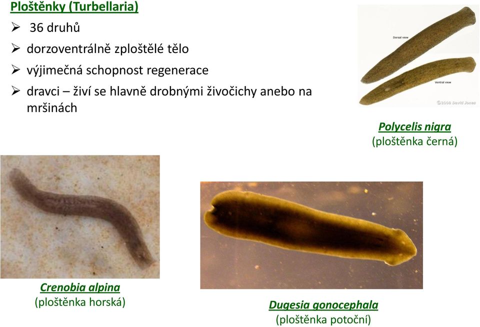 živočichy anebo na mršinách Polycelis nigra (ploštěnka černá)