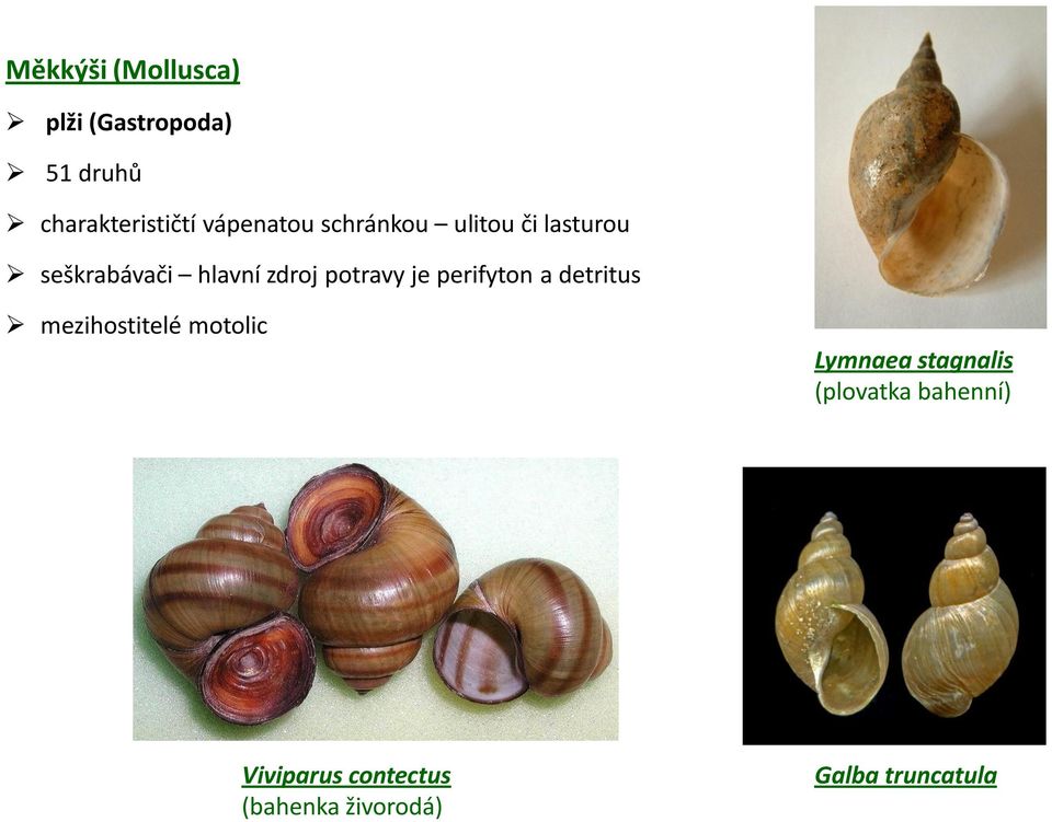 potravy je perifyton a detritus mezihostitelé motolic Lymnaea