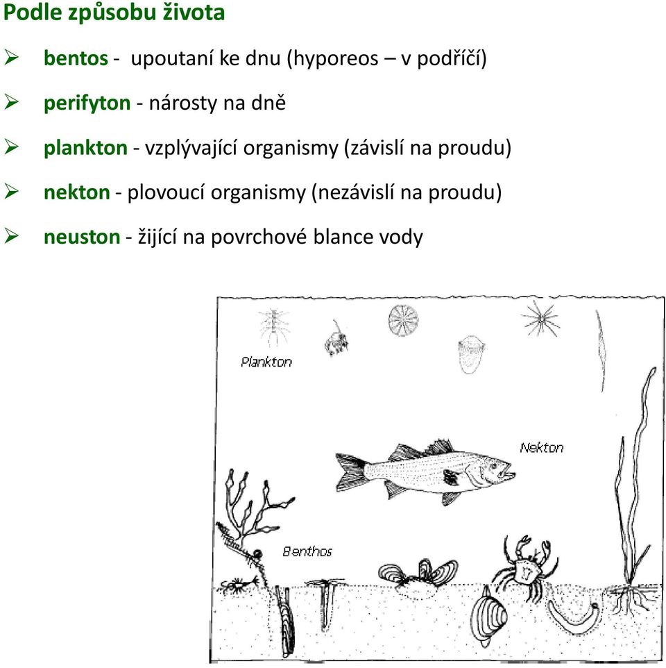 organismy (závislí na proudu) nekton - plovoucí organismy