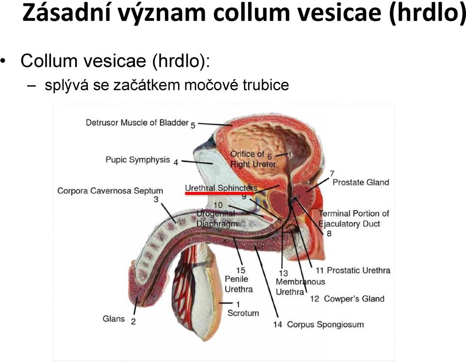 vesicae (hrdlo): splývá