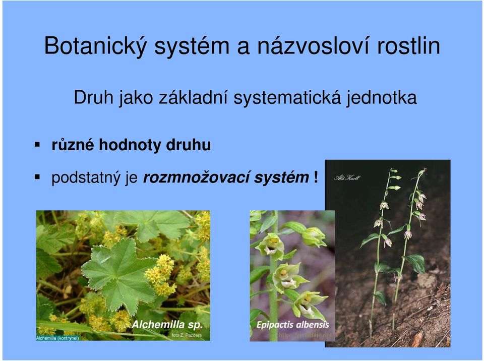 systematická jednotka různé hodnoty