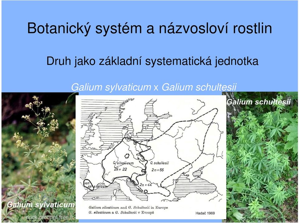 základní systematická