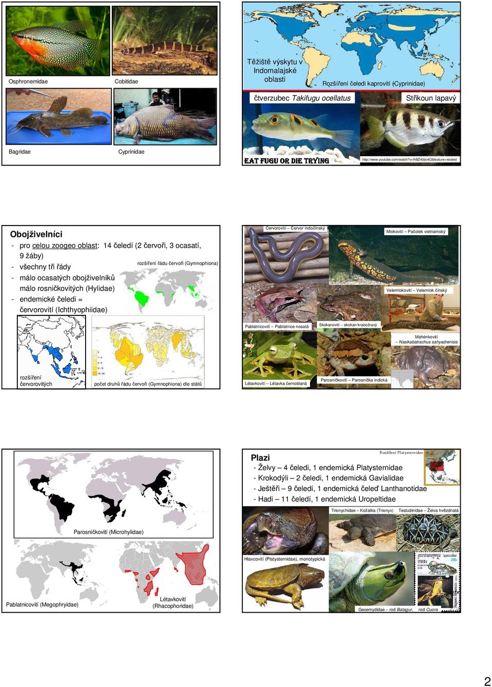 v=fhbz40jio4q&feature=related Obojživelníci - pro celou zoogeo oblast: 14 čeledí (2 červoři, 3 ocasatí, 9 žáby) - všechny tři řády - málo ocasatých obojživelníků málo rosničkovitých (Hylidae) -