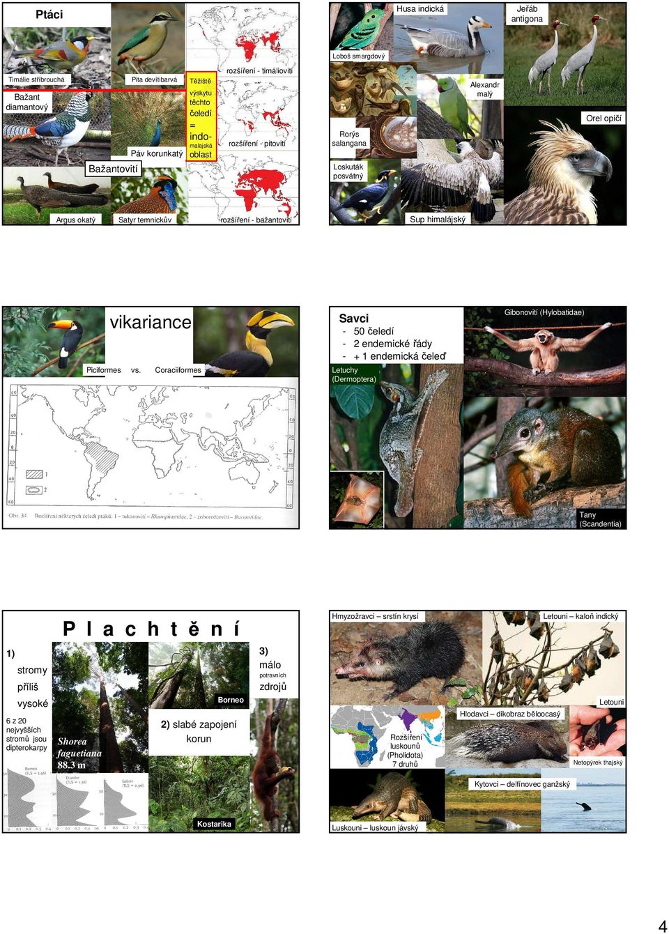 Gibonovití (Hylobatidae) Savci vikariance ll Sup himalájský - bažantovití - 50 čeledí - 2 endemické řády - + 1 endemická čeleď Coraciiformes Letuchy (Dermoptera) Tany (Scandentia) Hmyzožravci srstín