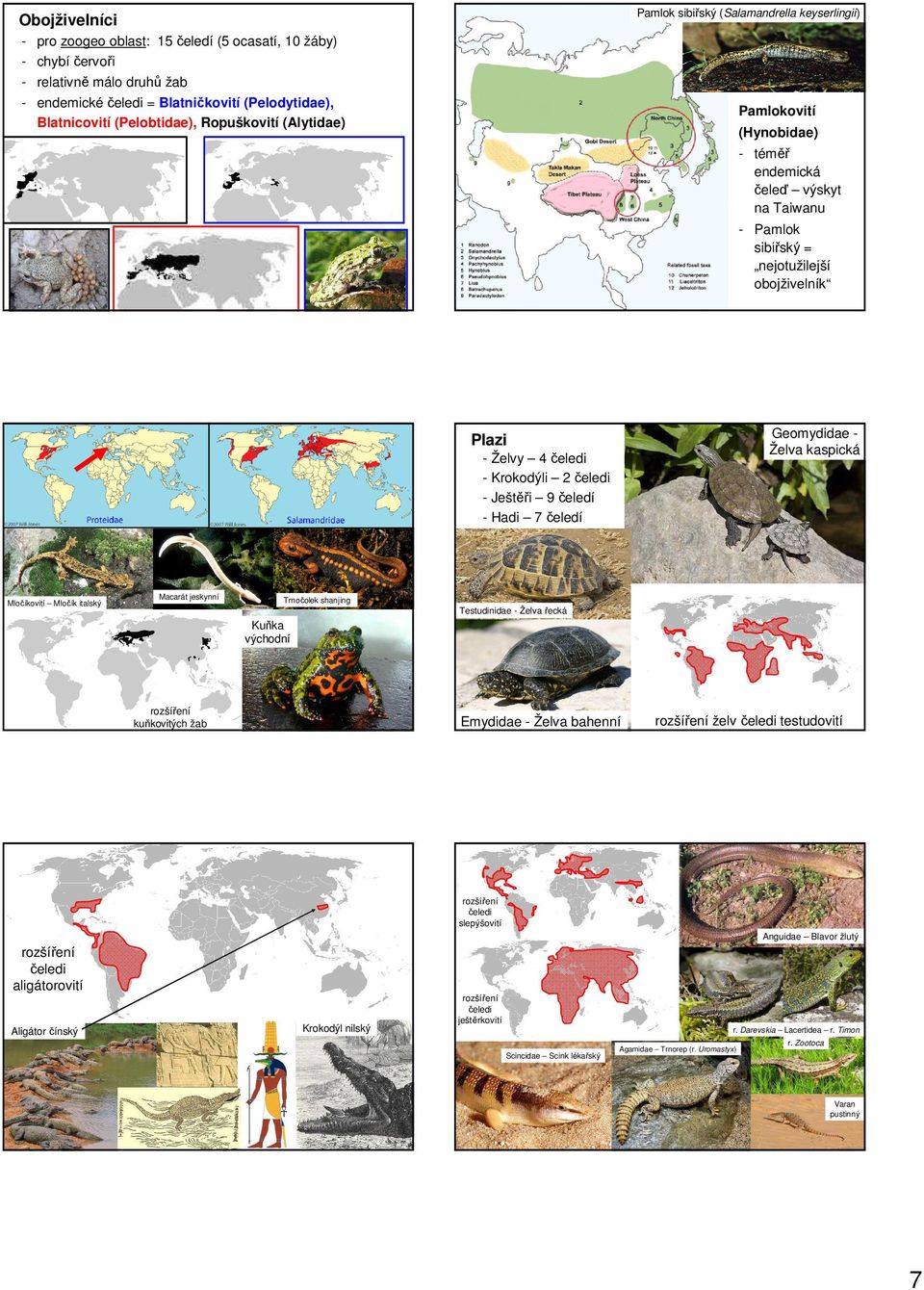 kaspická Plazi - Želvy 4 čeledi - Krokodýli 2 čeledi - Ještěři 9 čeledí - Hadi 7 čeledí Mločíkovití Mločík italský Macarát jeskynní Trnočolek shanjing Testudinidae - Želva řecká Kuňka východní