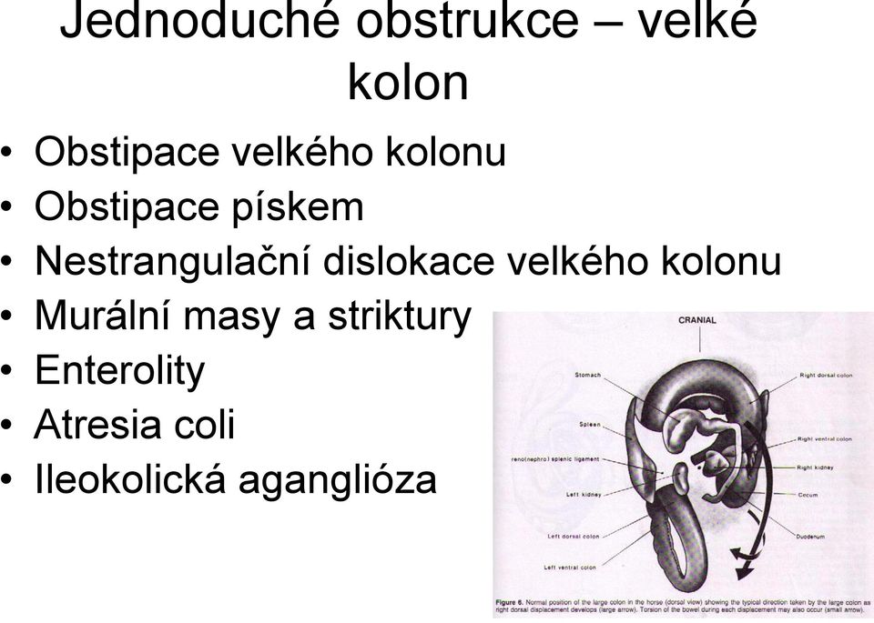 dislokace velkého kolonu Murální masy a
