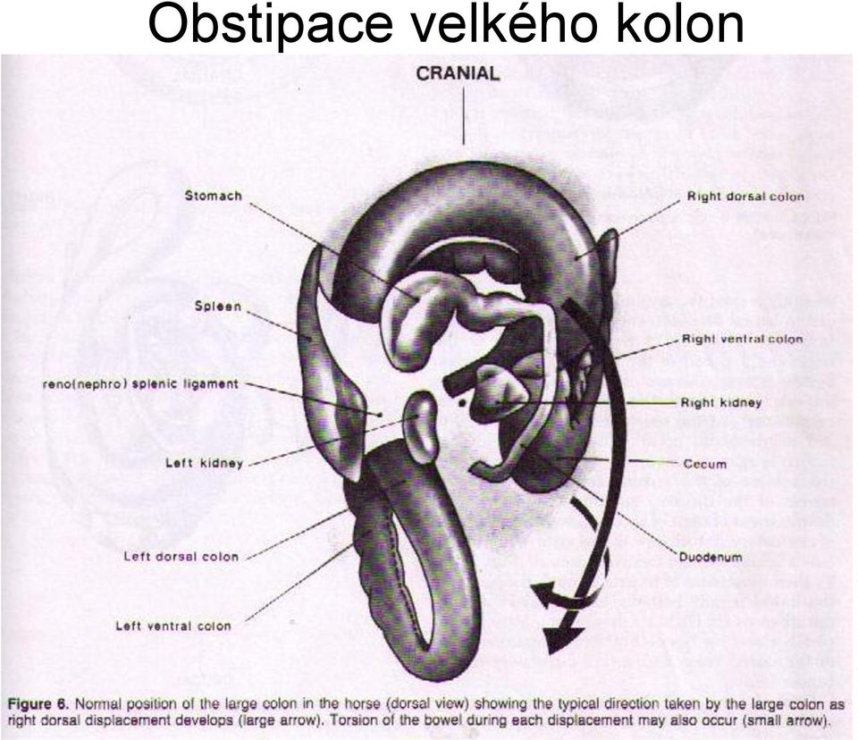kolon