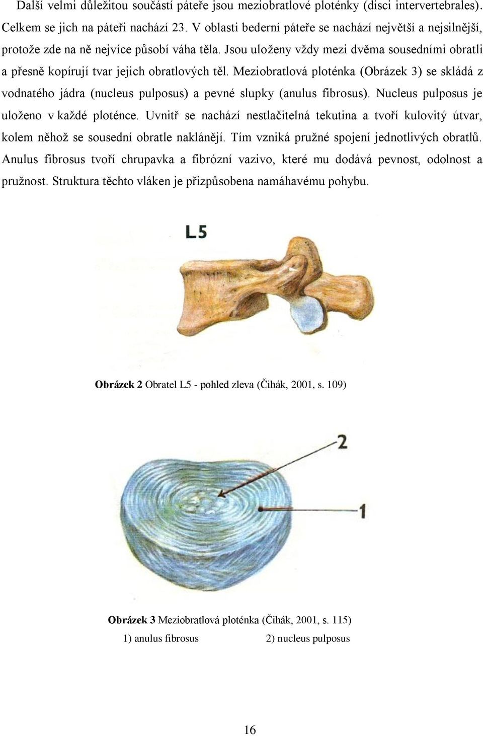 Meziobratlová ploténka (Obrázek 3) se skládá z vodnatého jádra (nucleus pulposus) a pevné slupky (anulus fibrosus). Nucleus pulposus je uloženo v každé ploténce.