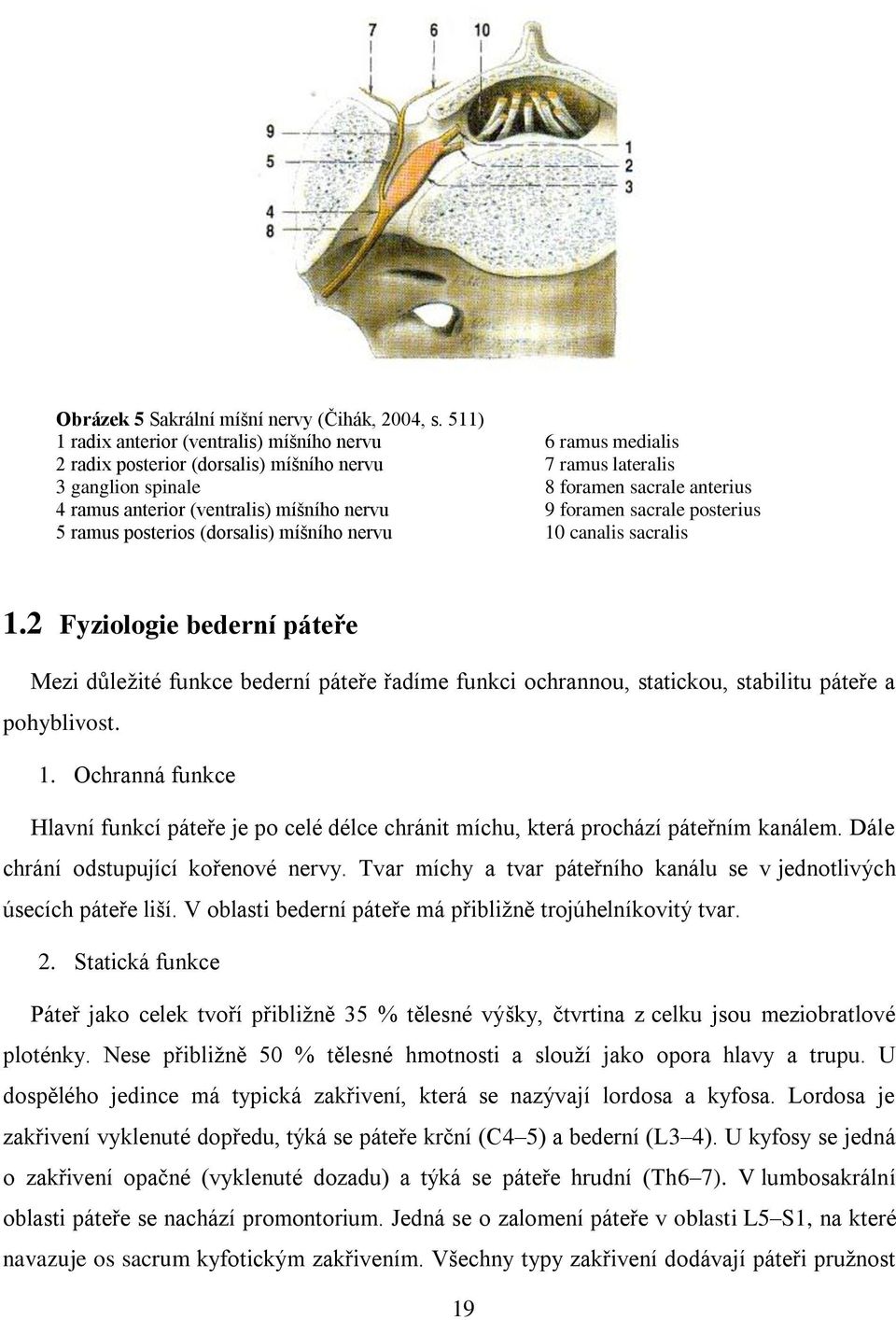 (ventralis) míšního nervu 9 foramen sacrale posterius 5 ramus posterios (dorsalis) míšního nervu 10 canalis sacralis 1.