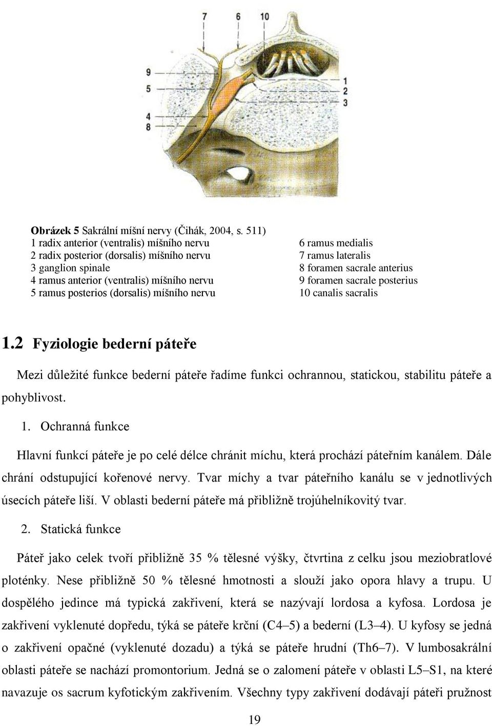 (ventralis) míšního nervu 9 foramen sacrale posterius 5 ramus posterios (dorsalis) míšního nervu 10 canalis sacralis 1.