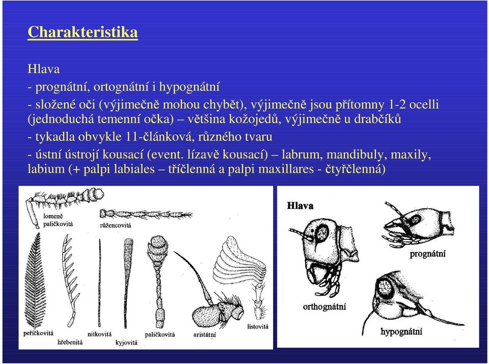 výjimečně u drabčíků - tykadla obvykle 11-článková, různého tvaru - ústní ústrojí kousací (event.