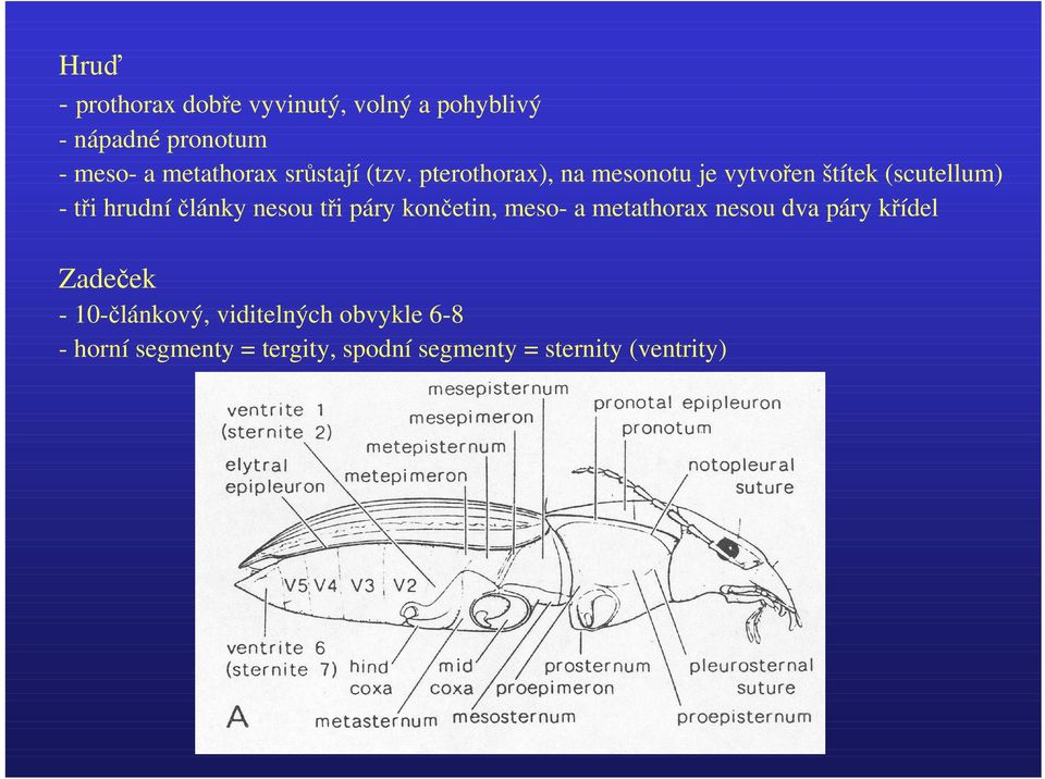 pterothorax), na mesonotu je vytvořen štítek (scutellum) - tři hrudní články nesou tři