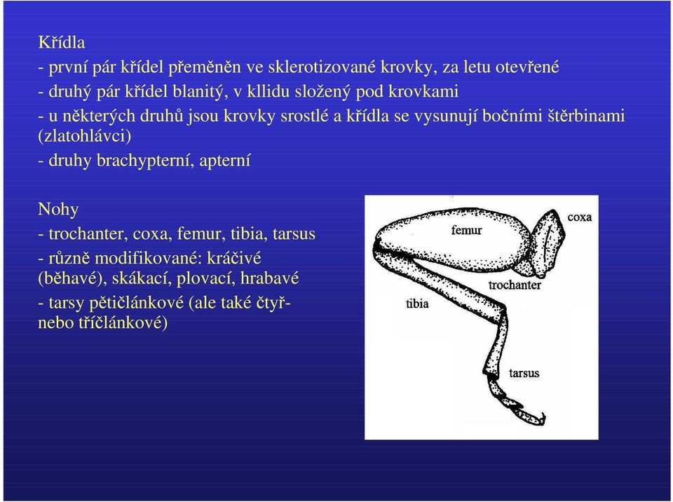 štěrbinami (zlatohlávci) - druhy brachypterní, apterní Nohy - trochanter, coxa, femur, tibia, tarsus -